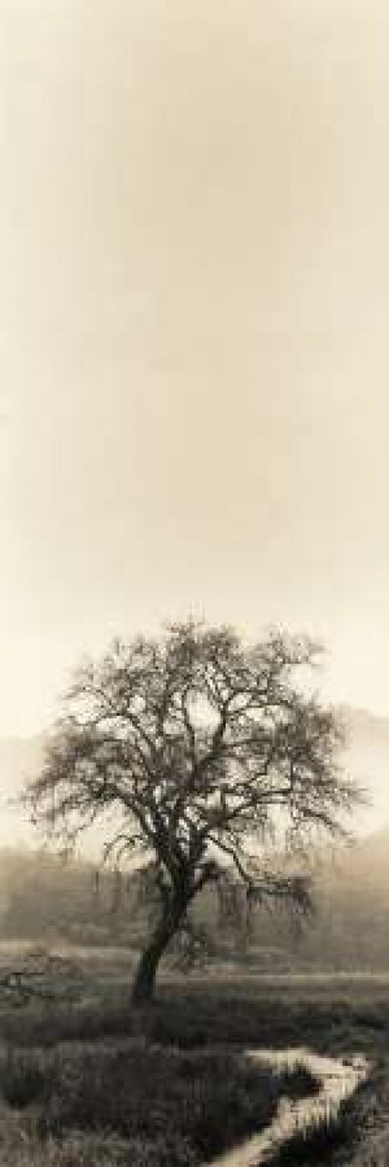 Valley Oak Tree Poster Print by Alan Blaustein - Item # VARPDXB1291D